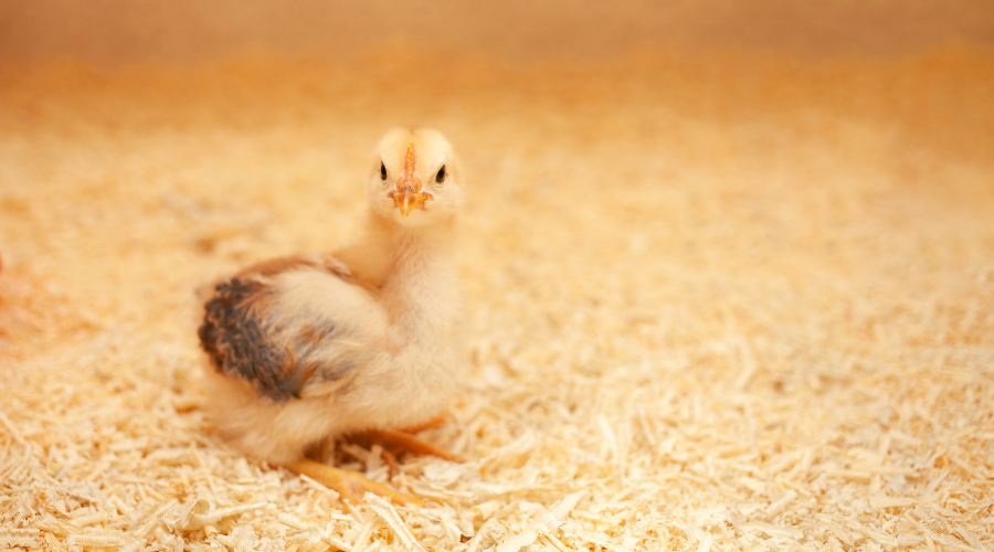 serrín para cama de pollos serrín para cama de pollos
